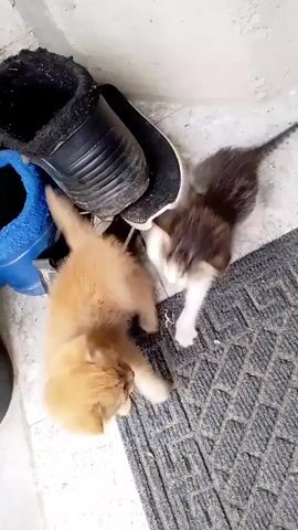This media file shows two kittens playing near a pair of shoes and a blue boot. One kitten is orange and fluffy, while the other is grey and white with tabby markings. The kittens appear to be on a tiled floor, possibly outdoors or in a covered entryway, as suggested by the mat and the footwear. The lighting suggests it could be daytime. The overall atmosphere is playful and innocent, as the kittens engage in their natural curiosity and activity. There is no visible text in the media file. The scene is set in Ijevan, Armenia.