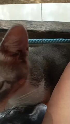The video shows a close-up of a cat's face as it looks towards the camera. The cat has gray and white fur with yellow eyes. The background is blurred, but appears to be outdoors with some vegetation and a wooden structure. The cat's head is positioned in the lower left portion of the frame in the first few seconds, then moves to the center. The video appears to be taken from a low angle, possibly from someone holding the cat.