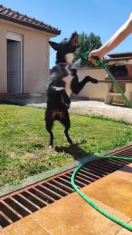 A black dog is being hosed down with water by a person, likely outdoors in a backyard. The dog is standing on green grass and excitedly jumps and opens its mouth to catch the water stream. The person is holding a green garden hose and nozzle, directing the water onto the dog. In the background is a beige house with a brown tiled roof, a white door, and an outdoor grill area. A green hose is coiled nearby on a tiled surface next to a drainage grate. The sky is bright blue.