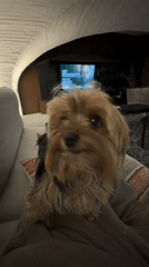 Yorkshire Terriers documented in Mexican home during quiet evening