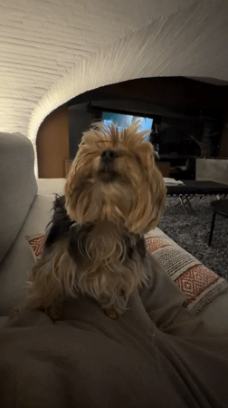 Yorkshire Terriers documented in Mexican home during quiet evening