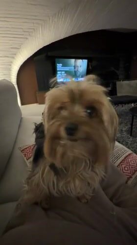 Yorkshire Terriers documented in Mexican home during quiet evening