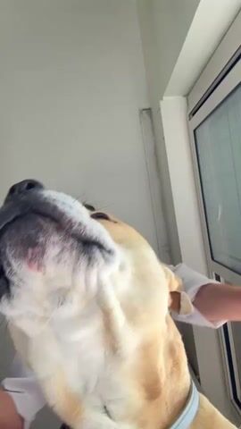 A person with dark, curly hair, wearing an unbuttoned white shirt and patterned shorts, is dancing while holding a phone low to the ground. The camera is pointed upwards, capturing their face, torso, and the top of a nearby window. A tan and white dog with a gray muzzle and blue collar licks the camera lens, repeatedly moving in and out of the frame. The background consists of a white wall with some visible imperfections and a white window frame with transparent glass.