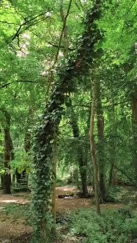 The video pans through a lush, green forest. Tall trees with light brown bark are covered in dense ivy. Sunlight filters through the canopy, illuminating a dirt path that winds through the woods. The ground is covered with fallen leaves and undergrowth. The scene is peaceful and natural.