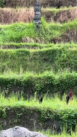 The video shows a close-up of tiered rice terraces covered in lush green grass and some dry straw at the top. A stone structure, possibly a monument or shrine, is visible at the top center of the terraces. Several chickens, including at least two roosters with red and black plumage, are foraging amongst the grass on the lower terraces. The camera is positioned relatively low, looking up at the terraces. The overall scene depicts a rural, agricultural environment.