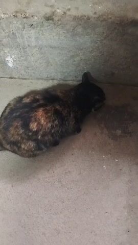 The video shows a cat sitting in a corner between a concrete wall and floor. The cat has a tortoiseshell pattern with black, brown, and orange fur. It's facing away from the camera with its head near the floor. The area is dimly lit.