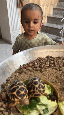 Child feeds Indian Star tortoises in Sachin terrarium