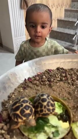Here's a detailed description of the video:

A young boy stands in front of a large, clear plastic container holding two small tortoises. The container is filled with a dark, granular substrate, possibly soil or sand, and scattered with some dried rose petals. The tortoises are positioned on a small, yellow plate filled with leafy green vegetables. The boy is looking down at the tortoises with interest and a slight smile. He's wearing a light green shirt with a subtle checkered pattern.

The background shows the interior of a home. Behind the boy are light-colored stairs with a metal railing. There is a white decorative pillar to the left of the boy, and a woven bag hangs on the wall above it. The floor is a light-colored tile. The scene is well-lit, and the focus is primarily on the boy and the tortoises in their enclosure.
