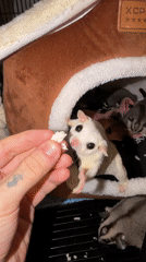 Sugar gliders fed and at rest on a Bangkok evening