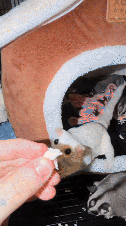 Sugar gliders fed and at rest on a Bangkok evening