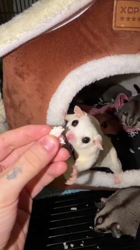 Sugar gliders fed and at rest on a Bangkok evening