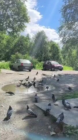 In this video, a flock of pigeons are gathered around a puddle on a dirt path. Two cars, a silver sedan and a red hatchback, are parked on the path behind the birds. Sunlight streams through the trees overhead, illuminating the scene. The pigeons are pecking at the water and the ground, and some are taking flight. The overall setting appears to be a rural or natural environment, possibly a park or a clearing in the woods.