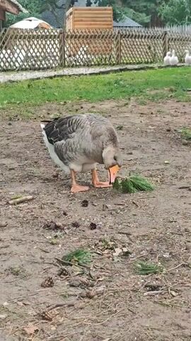 A goose with gray and white feathers and orange feet pecks at green foliage on the ground. The goose is standing on dirt with scattered pinecones and dry leaves. In the background, a wooden fence encloses a grassy area. Further back, there are white geese, a wooden building, and trees. The scene appears to be an outdoor farm or sanctuary.