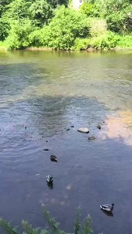 A short video captures a calm river scene with several ducks swimming near the shore. The water is clear, revealing the rocky riverbed below. Lush green trees line the opposite bank, creating a natural backdrop. A glimpse of a building can be seen peeking through the foliage. The overall ambiance is serene and tranquil, suggesting a peaceful natural environment.