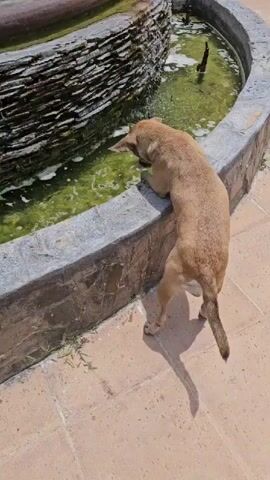 A medium-sized tan dog with dark ears and a tail leans over the edge of a stone fountain with its head lowered into the green water. The fountain has a textured stone base and a rocky, tiered structure in the background. Water is visibly bubbling up from pipes within the fountain. The dog's hind legs are on the paved ground surrounding the fountain, and its front half is resting on the fountain's edge. The lighting suggests it is daytime, casting a shadow of the dog onto the pavement.