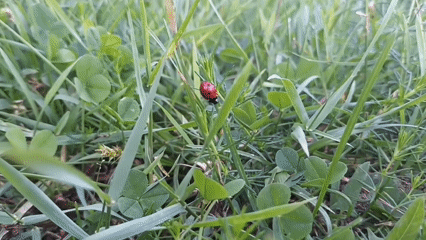 Ladybug in the grass, crescent moon over the city