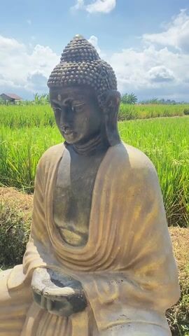 The video begins with a close-up of a Buddha statue with a gold-painted robe, situated on a stone base. The statue is in front of a vibrant green rice paddy field. The camera then pans out to show the expansive rice paddy field, filled with lush green stalks and developing grains. A building structure is visible in the distance, under a sky with scattered clouds. Finally, a hand gently touches the rice stalks, feeling the developing grains.