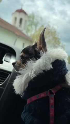 A small chihuahua dog wearing a blue sweater with a white fur collar and a pink harness sits in a car. The dog is looking to the left, out the window. A building with a domed tower is visible through the window.  The dog barks twice.