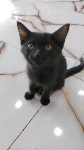 A black kitten with bright orange eyes sits on a white tiled floor with a marble pattern. The kitten is facing the camera, looking directly at it, then turns its head to look to the left. Its tail is slightly raised and curled. The lighting is bright, suggesting an indoor setting with natural light coming from the left. The floor tiles are large and have visible grout lines.