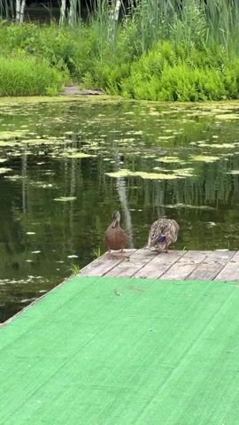 This is a video of two ducks on a wooden dock covered with green artificial turf. The dock extends over a dark, still body of water covered with green algae or duckweed. In the background, lush green reeds and trees line the edge of the water. The overall setting appears to be a natural, outdoor environment, likely a pond or calm lake, possibly in a park or recreational area.

The ducks are the primary subjects. The one on the left is facing away from the camera, with its head down, possibly preening or foraging. The duck on the right is facing away from the camera and has its head tucked under its wing, indicating it is likely resting or sleeping. There are no people visible in the video.

The activity taking place is very subdued, with the ducks existing peacefully in their environment. The time of day appears to be daytime, with ample natural light illuminating the scene. The weather seems calm, as evidenced by the undisturbed surface of the water. The presence of the artificial turf on the dock suggests it might be a man-made structure within a natural setting, possibly for easy access to the water for recreation or wildlife viewing. The location context of Novy Gorodok, Russia, provides a geographical anchor for this natural scene.

Notable details include the contrast between the rough wooden planks of the dock and the smooth green turf, as well as the dappled reflections on the water's surface. The birds' plumage is clearly visible, showing their natural colors. There is no visible text in the video. The overall mood is tranquil and serene, evoking a sense of peace and quiet in nature.