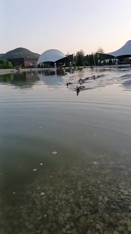 A group of ducks is swimming in a pond. The pond is clear and the bottom is visible with rocks and pebbles. In the background, there are some buildings with white rounded roofs and trees. The sky is clear and the sun is setting. One of the ducks is in the foreground and is swimming towards the camera. The other ducks are following behind in a line.