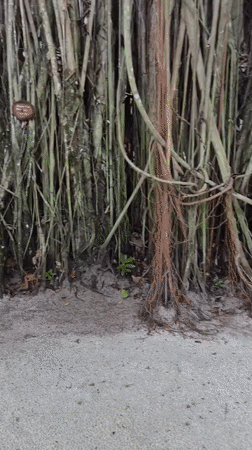 Witness documents early morning tropical garden walkthrough in Maldives