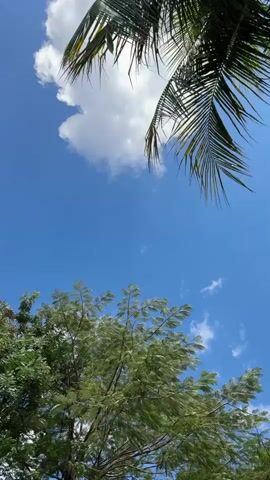 The video shows a low-angle shot looking up at a clear blue sky with some white clouds. In the upper right corner, a portion of a palm tree's fronds are visible. In the lower part of the frame, a leafy green tree is swaying gently in the wind. The overall scene depicts a bright, sunny day outdoors with vegetation and sky.