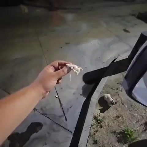 A hand holds a piece of white material and drops it. A small, light-colored animal with black markings, likely a kitten, is lying on the ground to the right of the frame. The ground is concrete with some dirt and dry grass. There is a dark shadow cast across the ground, and a dark object, possibly a vehicle's side mirror, is visible on the right edge of the frame. The lighting suggests it is nighttime or dusk.