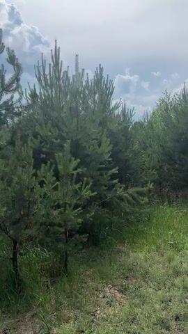 A brief, static video displays a cluster of young pine trees, their branches reaching upwards towards a cloudy sky. The foreground is dominated by tall green grass and some sparse ground cover. The overall impression is that of a young forest or a cultivated stand of trees on a bright, possibly overcast day.
