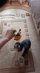 French Bulldog plays indoors in Goryachiy Klyuch, Russia