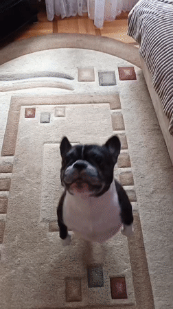 French Bulldog plays indoors in Goryachiy Klyuch, Russia