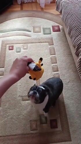 French Bulldog plays indoors in Goryachiy Klyuch, Russia