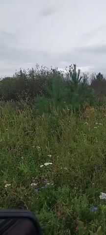 The video shows a first-person perspective of someone driving through a grassy area with trees and bushes on the right side of the road. The road appears to be unpaved. There are tall grasses and wildflowers visible. A telephone pole is also visible on the right side of the road. The sky is cloudy. The overall impression is a rural or natural setting.