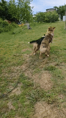 Rural community afternoon captured: dogs, gardens, everyday moments