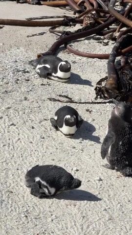 The video displays several African penguins resting on a sandy beach in Simon's Town, South Africa, under bright sunlight. The beach is scattered with small pebbles and fragments of shells. Large, dark brown kelp stalks are visible in the background.

Throughout the video, multiple penguins are seen in various states of rest. Some are lying down on their bellies, with their distinctive black and white plumage visible, while others are sitting upright or standing. Notable are several penguins with a scruffy, mottled greyish-black appearance, indicating they are either juveniles or adults undergoing the molting process, where they shed old feathers for new ones. One such molting penguin stands in the center, facing away from the camera, while another sits to the right, also with a shaggy coat. In contrast, an adult penguin with smooth, well-defined black and white markings stands upright in the background.

The strong sunlight casts distinct shadows of the penguins and kelp onto the sand, suggesting a clear, bright day. The penguins appear calm and unbothered, engaging in typical resting behavior on the shore.
