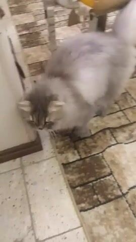 A gray fluffy cat stands on a tiled floor next to a wall. A hand reaches down and pets the cat. The cat looks upward.