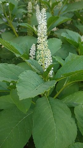 This media file is a close-up, static shot of a plant with long, slender racemes of small white flowers and large, deep green leaves. The plant appears to be healthy and thriving, with its foliage exhibiting a rich, vibrant color. The lighting suggests it is daytime, possibly morning or late afternoon, as there are no harsh shadows and the overall illumination is soft and diffused, implying overcast or partially shaded conditions. The background is a blur of more green foliage, indicating the plant is growing outdoors in a natural setting, possibly a garden or wild area. There are no people or distinct objects visible, the sole focus being the plant itself. The scene evokes a sense of natural beauty and tranquility, with the delicate white blossoms providing a striking contrast to the substantial green leaves. The composition is organic and visually appealing, highlighting the intricate details of the plant's structure. There is no visible text within the frame. The location is Dmytrivka, Ukraine.