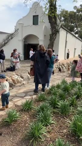 A group of people, including children, are gathered outdoors in front of a white building with a distinctive arched entrance. Many of the people are looking down at a large flock of ducks walking on a stone pathway and grass. Some people are taking pictures or videos with their phones. One man is kneeling and appears to be interacting with the ducks. Another man is standing and holding a phone. In the foreground, a young child in blue jeans and boots is looking at the ducks. There are green plants and trees in the environment. A black information sign stands among the ducks. The ducks are a mix of white, brown, and black. The overall scene appears to be a tourist attraction or event where people are observing or feeding ducks.