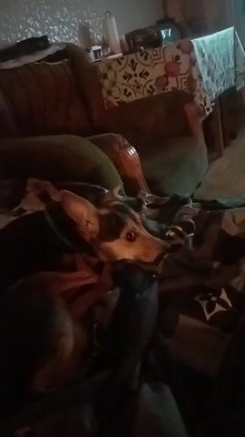 A dog is resting on a couch. The dog is brown and black with pointed ears and is looking to the right of the camera. The dog is covered by a blanket. There is a couch behind the dog.