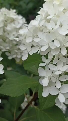 A close-up video shows a cluster of white hydrangeas with green leaves. The camera pans slowly, focusing on the delicate petals of the flowers and the lush foliage. The lighting suggests it is daytime, possibly outdoors in a garden setting. There are no people or other objects visible in the frame.