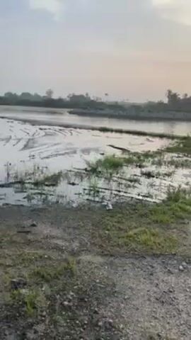 The video shows a rural landscape at dawn or dusk. A body of water, possibly a river or a lake, dominates the scene. The water level is high, with areas of flooded land in the foreground. Tire tracks are visible in the wet ground, suggesting recent vehicle activity. Sparse vegetation, mainly grass, grows along the water's edge. In the distance, a line of trees, including palm trees, is silhouetted against the sky. The sun is partially obscured by clouds, casting a warm glow across the horizon and reflecting on the water. A long, dark object, possibly a hose, lies on the ground in the foreground.