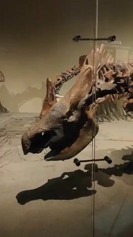 This video shows a close-up side view of a large dinosaur skeleton displayed in a museum. The skeleton is mounted on a stand and illuminated by spotlights, casting shadows on the floor. The camera pans across the skeleton, focusing on the skull, rib cage, and legs. The background is a muted beige wall.