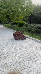 Upholstered furniture spotted on park walkway in Burgas, Bulgaria