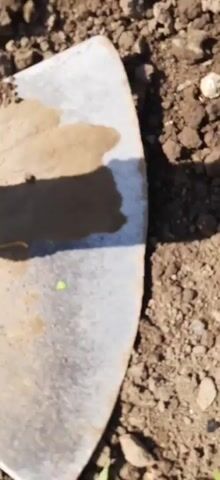 The video shows a close-up view of a shovel blade with soil. A yellow, segmented worm is visible on the shovel blade. The worm is moving. The soil appears dry and clumpy. A shadow is cast on the shovel blade, suggesting it is outdoors in sunlight. The footage is blurry and the lighting is inconsistent, making it difficult to discern fine details.