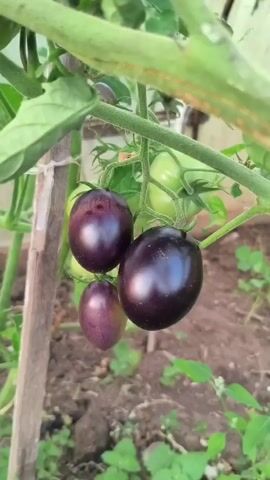 A close-up video shows a tomato plant with several dark purple tomatoes growing on the vine. The tomatoes are oval-shaped and clustered together. Some green tomatoes are also visible on the plant, along with the green leaves and stems. The plant is supported by wooden stakes and appears to be growing in a greenhouse or similar enclosed environment, as a translucent, possibly plastic, roof or wall is visible in the background. The ground beneath the plant is covered with soil and some green foliage. The video pans slowly across the tomatoes, highlighting their deep color and smooth skin.