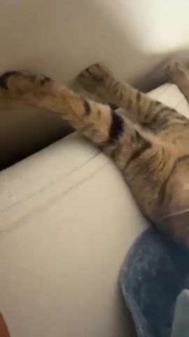 A tabby cat is lying on its back on a beige surface, possibly a couch or bed. The cat's body is extended, with its legs pointing upwards and outwards. Its head is tilted upwards, and its eyes are wide open, looking directly at the camera. The cat's fur has a distinctive striped pattern. The background is blurred, but it appears to be an indoor setting with a plain wall. The lighting is dim, creating a cozy atmosphere.