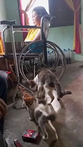 A person in a yellow shirt sits in a wheelchair next to a walking cane. Several cats are gathered on the floor, some interacting with each other. In the foreground, there is a pack of cigarettes and a lighter. The room appears to be indoors with a window covered by curtains. Water bottles are visible in the background.