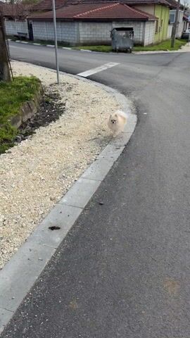 A small, cream-colored Pomeranian dog walks alongside a road in a rural village. The road is asphalt, bordered by a concrete curb and a gravelly area with some grass. The houses are small and appear somewhat old, with tiled roofs. The sky is cloudy, and there's a car parked further up the road. The dog walks from right to left in the video. The camera pans to show the street in the village. Then, the dog continues to walk down the road.