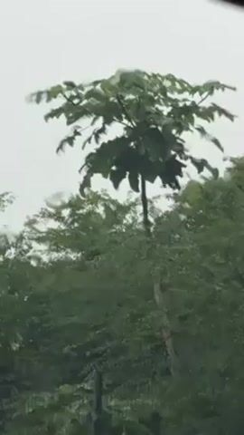 The scene is a daytime shot through a window, likely a car windshield, with raindrops visible on the glass. Outside, there's a lush green landscape, with focus on a solitary tree. The tree is slender and tall, with a cluster of broad green leaves at its top. The leaves are visibly swaying in the wind. Behind and below the tree is a dense thicket of other green trees and foliage. The sky is overcast and grey, giving the scene a slightly muted and wet atmosphere.