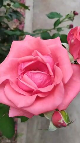 The media file is a close-up, high-angle shot of a vibrant pink rose in bloom. The rose is the sole subject, occupying the majority of the frame. Its petals are unfurled, revealing a tightly curled center. The texture of the petals appears smooth and delicate, with subtle variations in color from a soft pink to a deeper, almost fuchsia hue in the core. Two rosebuds are visible in the lower portion of the frame, one to the left and one to the right, both in an early stage of development and displaying a reddish-pink color with green sepals.

The background is softly blurred, suggesting a shallow depth of field. Hints of green foliage are visible, indicating the rose is part of a plant or garden setting. A light-colored, possibly concrete or stone surface is also discernible in the background, which could be a wall or pathway. The lighting suggests it is daytime, possibly late morning or afternoon, with soft, diffused light that highlights the rose's color and form without harsh shadows. The overall mood conveyed is one of natural beauty and tranquility. There is no visible text in the media file.